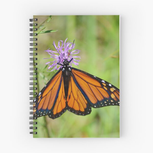 Item preview, Monarch On A Knapweed Flower designed and sold by farmbrough.
