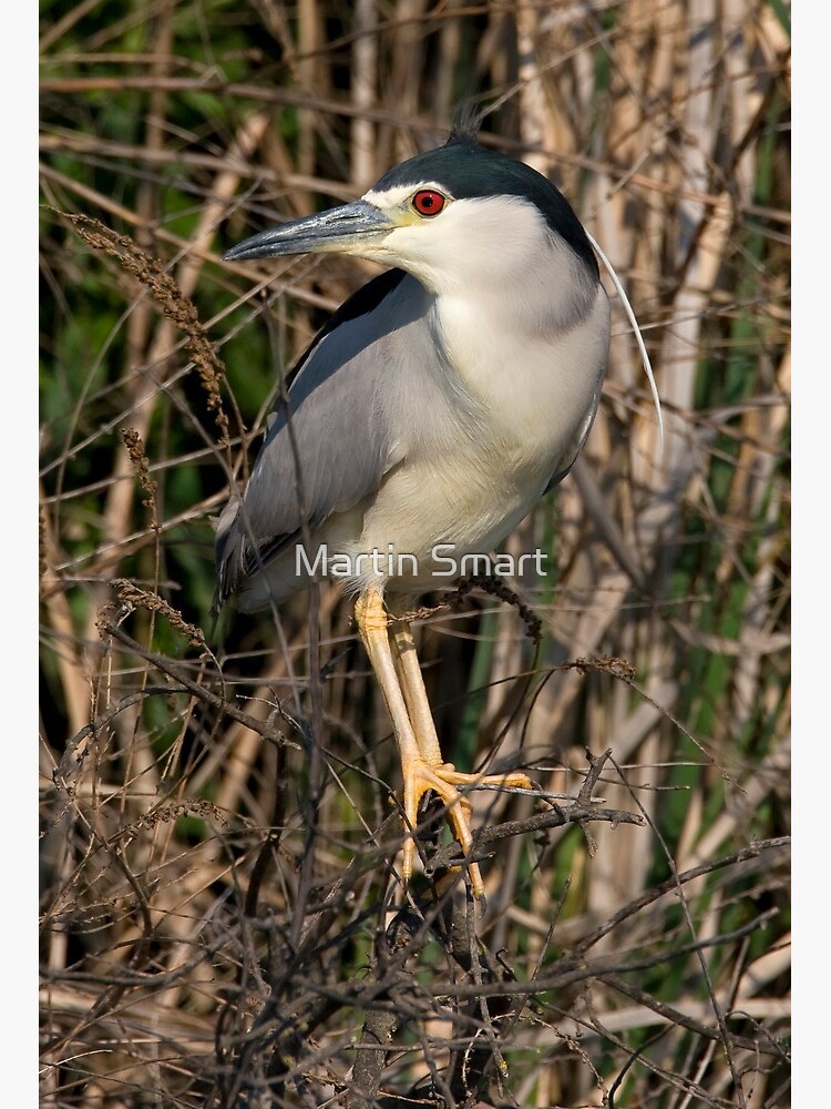 Night Heron by MartinSmart