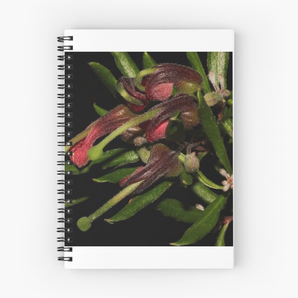 Item preview, Grevillea masonii   designed and sold by andrachne.