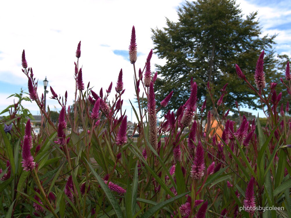 “Cramer’s Amazon Celosia” by photosbycoleen | Redbubble