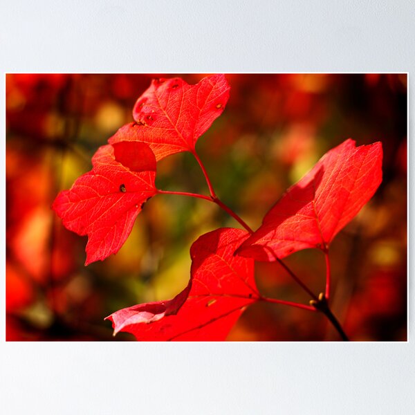 Item preview, Autumn light designed and sold by gracetalking.