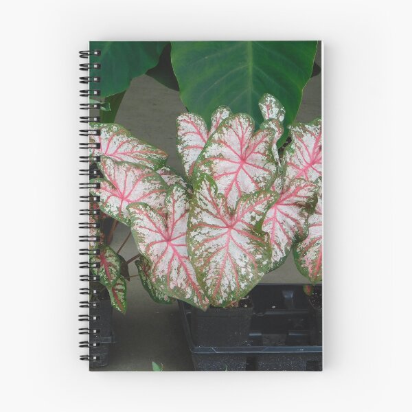 Item preview, Coleus designed and sold by ctheworld.