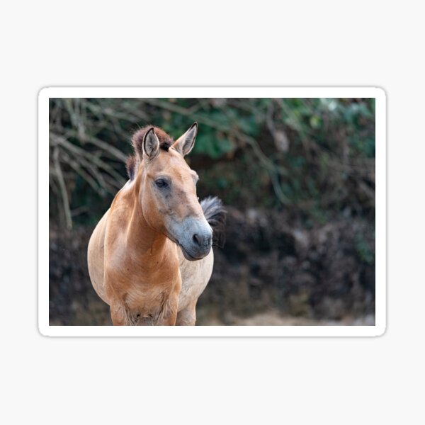 Aperçu de l'œuvre Portrait frontal de cheval sauvage créée et vendue par brambillasimone.