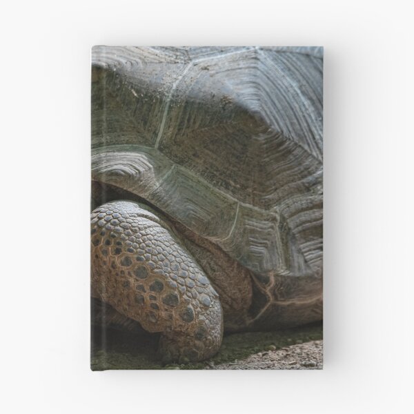 Item preview, Large terrestrial turtle designed and sold by brambillasimone.