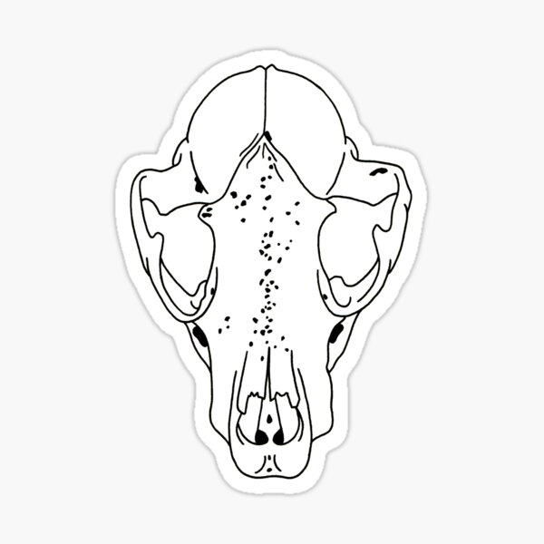 Raccoon Skull, transparent drawing line-art Sticker