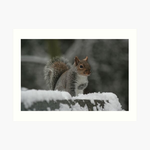 Squirrel 7 Art Print