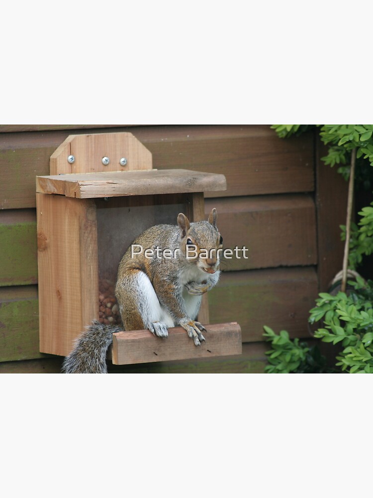 Squirrel 8 by hartrockets