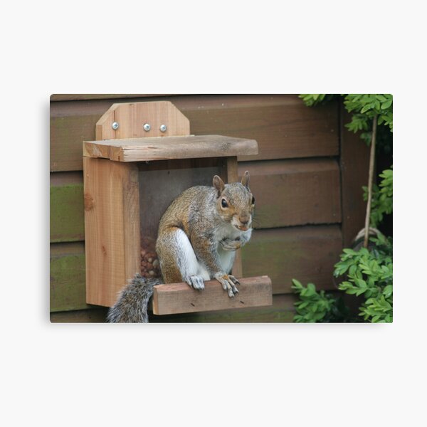 Squirrel 8 Canvas Print