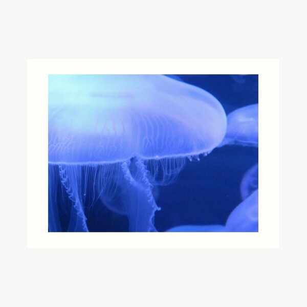 Large Jellyfish Art Print
