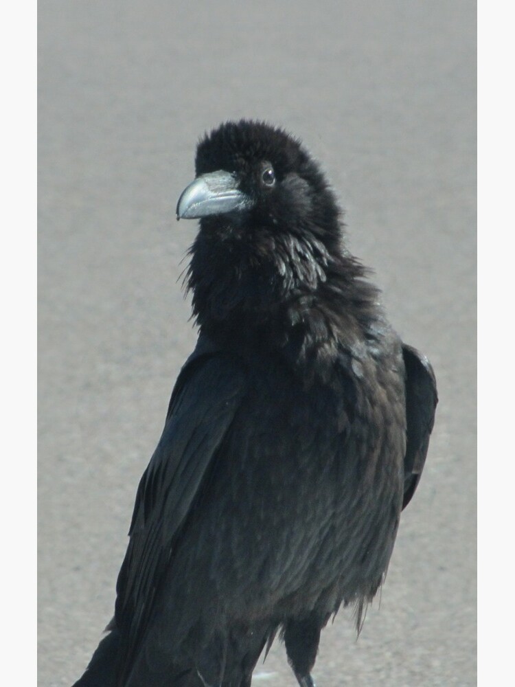 Lone Raven by Sarinilli
