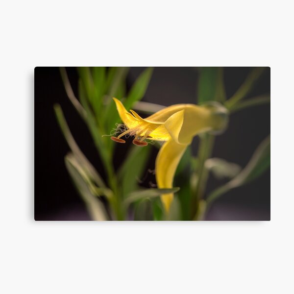 sunshine yellow budding flower Metal Print