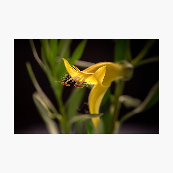 sunshine yellow budding flower Photographic Print