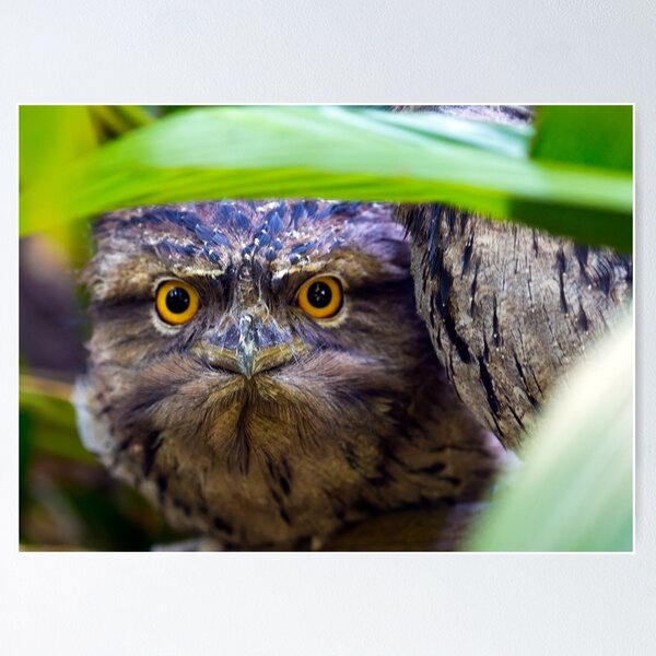 Aperçu de l'œuvre Peek -A- Boo -Tawny Frogmouth créée et vendue par bidkev1.