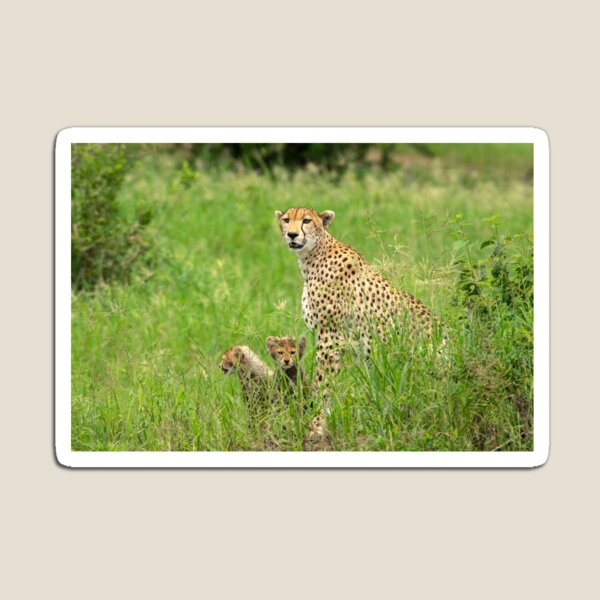 Item preview, Cheetah Adult and Cubs, Tarangire National Park Tanzania designed and sold by Andrew Goodall.