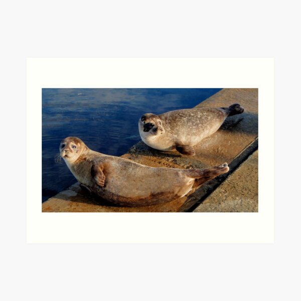 Basking Art Print