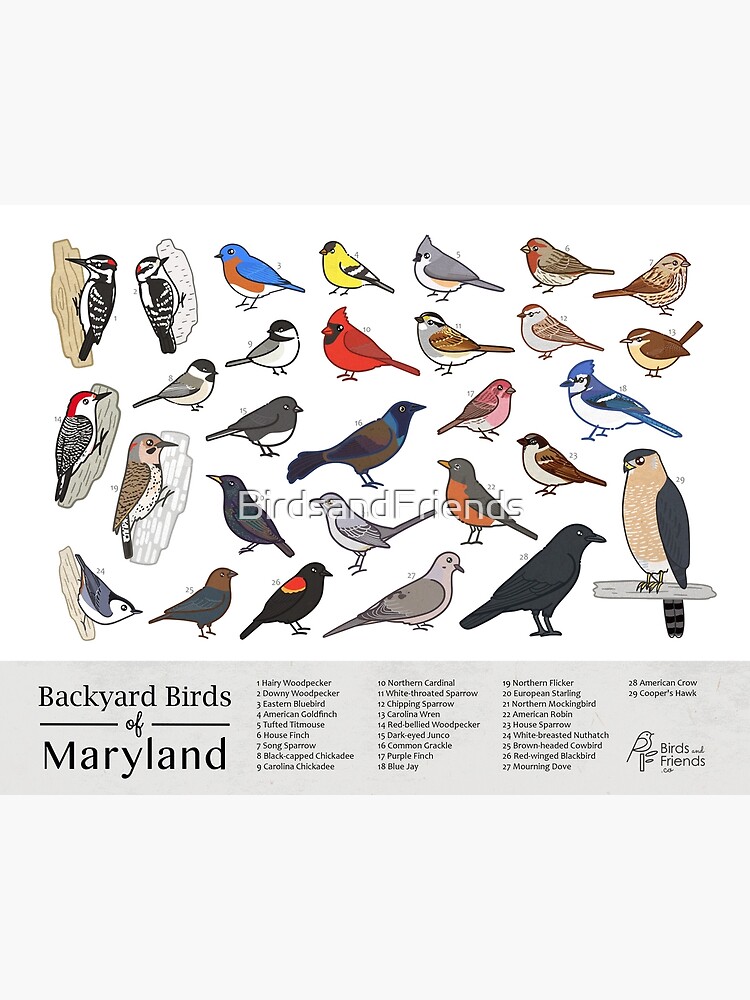 Maryland - Backyard Birds of Maryland Field Guide Print - Bird Art ...