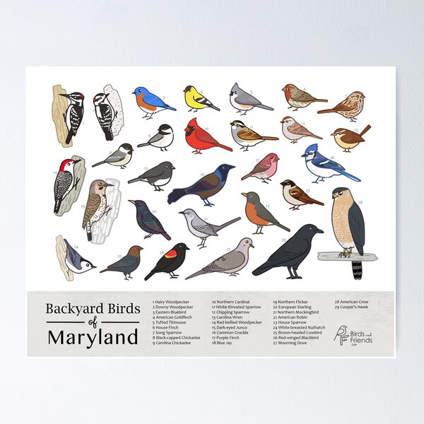 Item preview, Maryland - Backyard Birds of Maryland Field Guide Print - Bird Art Print - BirdsandFriends.co designed and sold by BirdsandFriends.