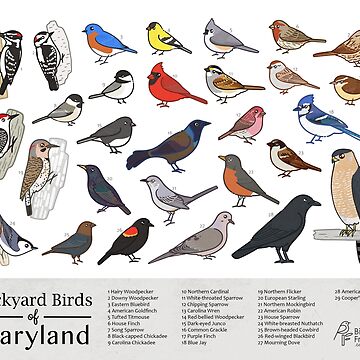 Artwork thumbnail, Maryland - Backyard Birds of Maryland Field Guide Print - Bird Art Print - BirdsandFriends.co by BirdsandFriends