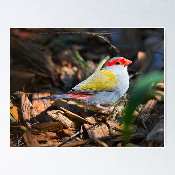 Item preview, Red Browed Finch designed and sold by bidkev1.