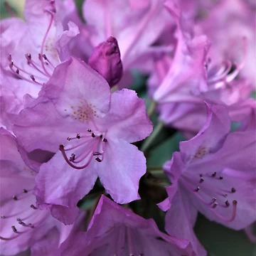Artwork thumbnail, Spring Beauty by RVogler