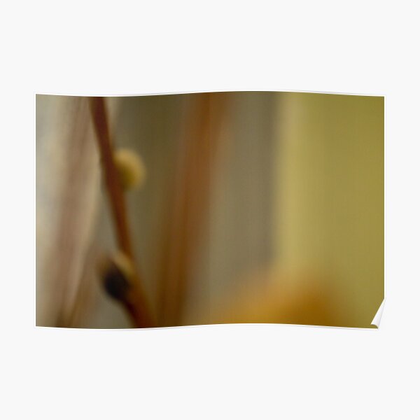 Morning Pussy Willow Poster