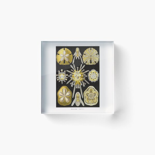 Item preview, Plate 30. Echinidea, an older grouping of sea urchins known as 'cake urchins' or 'sea biscuits'. designed and sold by Squirrox.