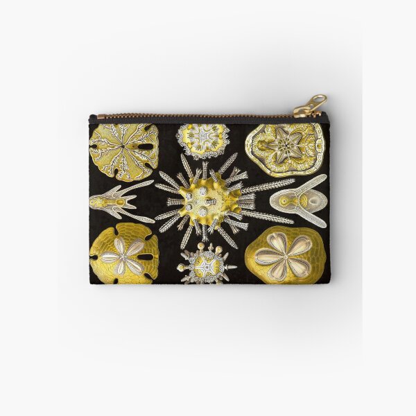Item preview, Plate 30. Echinidea, an older grouping of sea urchins known as 'cake urchins' or 'sea biscuits'. designed and sold by Squirrox.