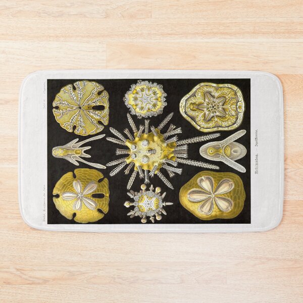Item preview, Plate 30. Echinidea, an older grouping of sea urchins known as 'cake urchins' or 'sea biscuits'. designed and sold by Squirrox.