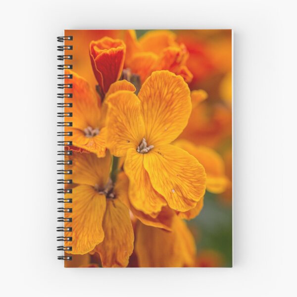 Aperçu de l'œuvre Macro Orange Flowers créée et vendue par Pixie Copley LRPS.