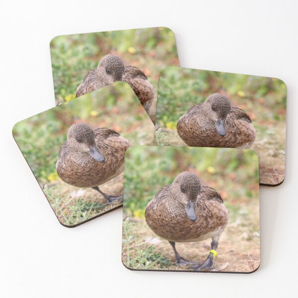 Item preview, Female eurasion wigeon designed and sold by GreyFeatherPhot.