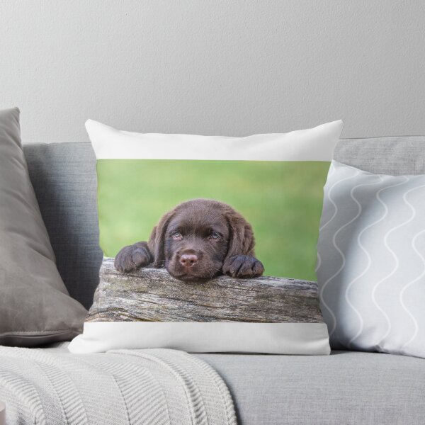 Aperçu de l'œuvre Chiot Labrador créée et vendue par Kana Photography.
