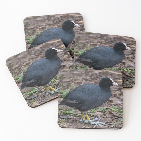 Item preview, Coot designed and sold by iCimages.net.