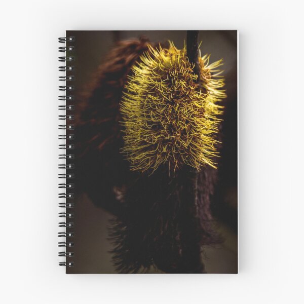 Item preview, Banksia designed and sold by Kana Photography.