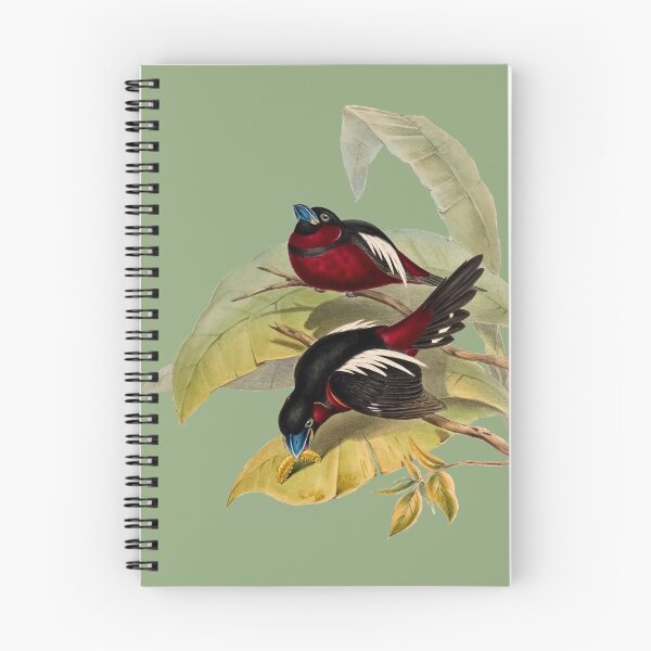 Item preview, Great-billed Eurylaime designed and sold by marmur.