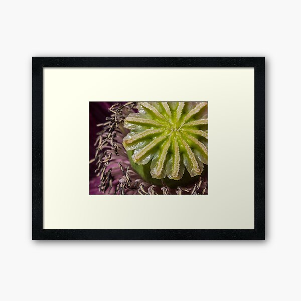 Item preview, Middle of a Poppy Flower designed and sold by Pixie Copley LRPS.