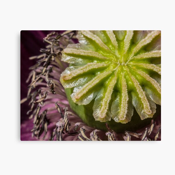 Item preview, Middle of a Poppy Flower designed and sold by Pixie Copley LRPS.