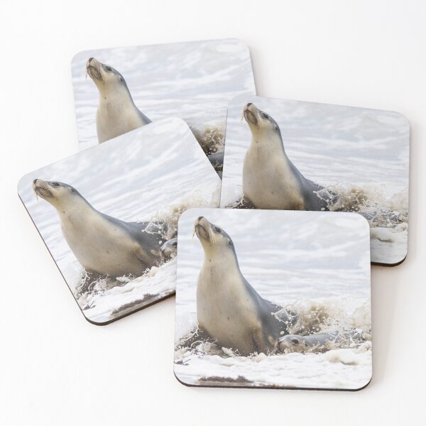 Item preview, Fur Seals designed and sold by Kana Photography.