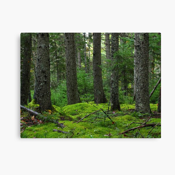Acadia National Park Phootgraphy 001 Canvas Print