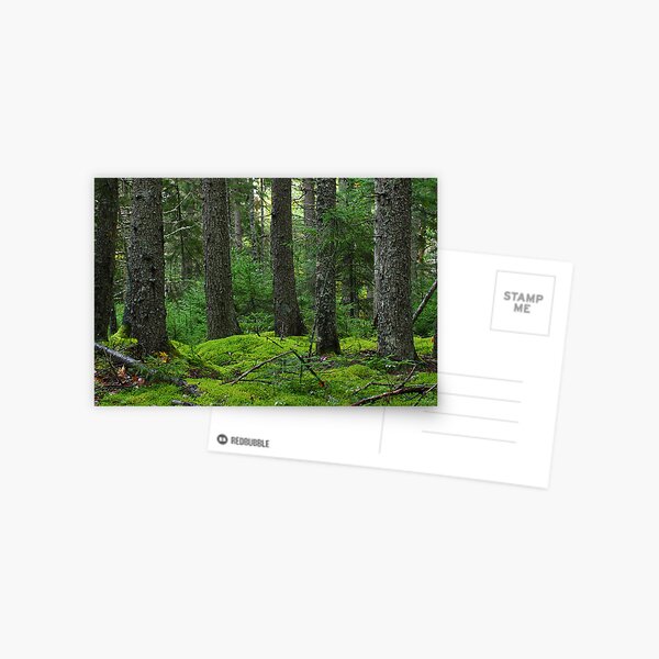 Acadia National Park Phootgraphy 001 Postcard
