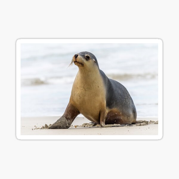 Fur Seal Stickers Redbubble