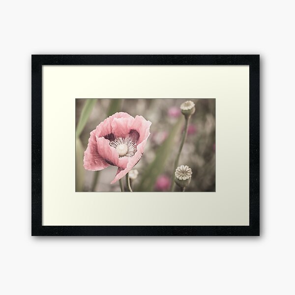 Pastell Mohn Gerahmter Kunstdruck