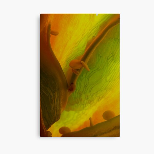 G spot Canvas Print