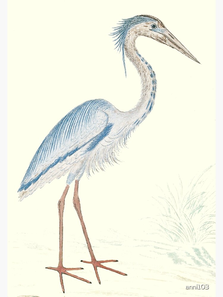 Heron by anni103