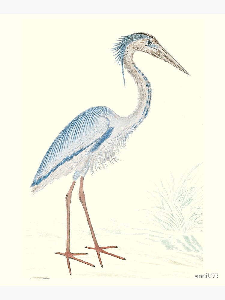 Heron by anni103