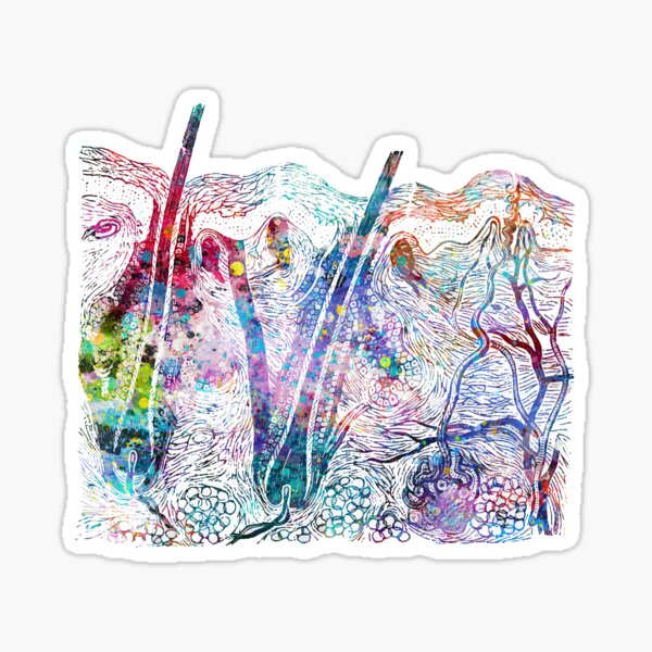 Human Skin Section Anatomy Sticker