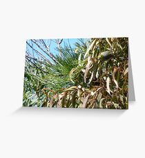 Silvereye in Mistletoe Greeting Card