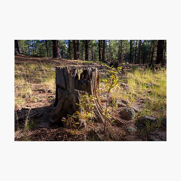 At the Edge of the Forest Photographic Print