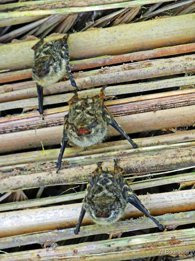 "Costa Rican Bats" Poster for Sale by ABPhotoArt | Redbubble