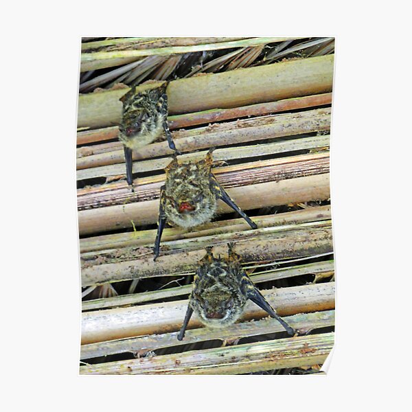 "Costa Rican Bats" Poster for Sale by ABPhotoArt | Redbubble