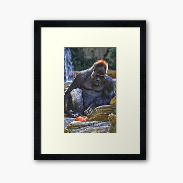 Vista previa del artículo con la obra «Gorila at Cincinnati Zoo», diseñado y vendido por Nelson Charette.